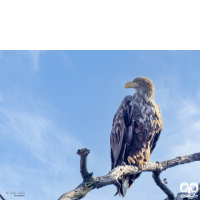 گونه عقاب دریایی دم سفید White tailed Eagle